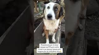 Будь ласка, допоможіть нашим тваринкам🆘😭 #тварини #притулок #рекомендации #україна #тварини