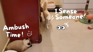 After-Pee Ambush Part 1: Sneaky Cat! 😼💥😸 by Eli & Mocha 535 views 1 month ago 45 seconds
