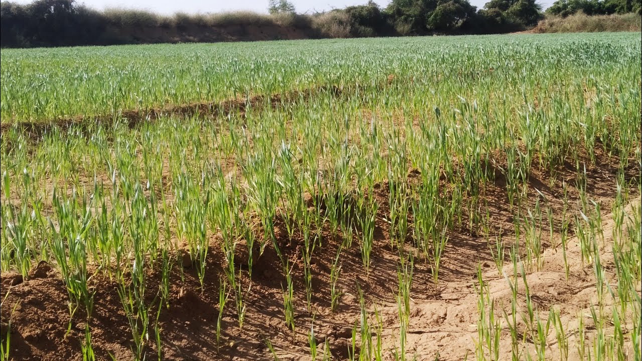 Wheat farm || my farm || wheat water filling 