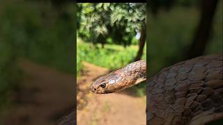 Do you kill snakes ? 🐍 #dangerous #venomous #snake #zigua #tribe