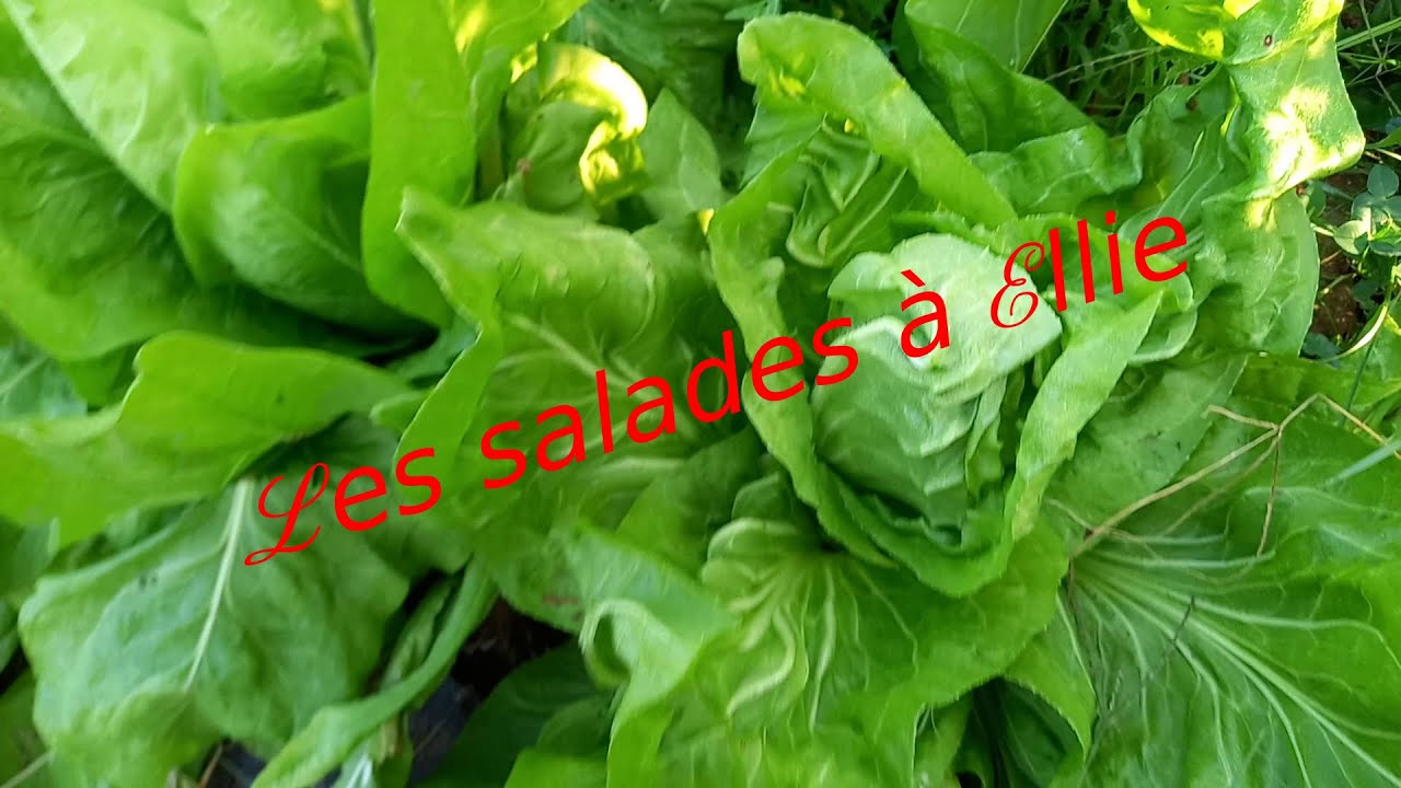 Les salades à Ellie