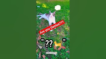Remove the first and last letter of your Name 🤔 #shorts #cat #name #comment #puppy #funny