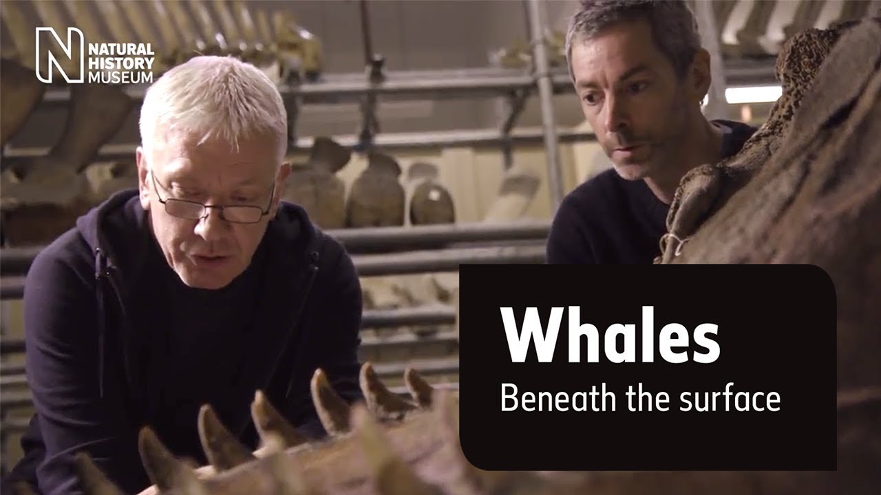 How do killer whales hunt? Natural History Museum YouTube