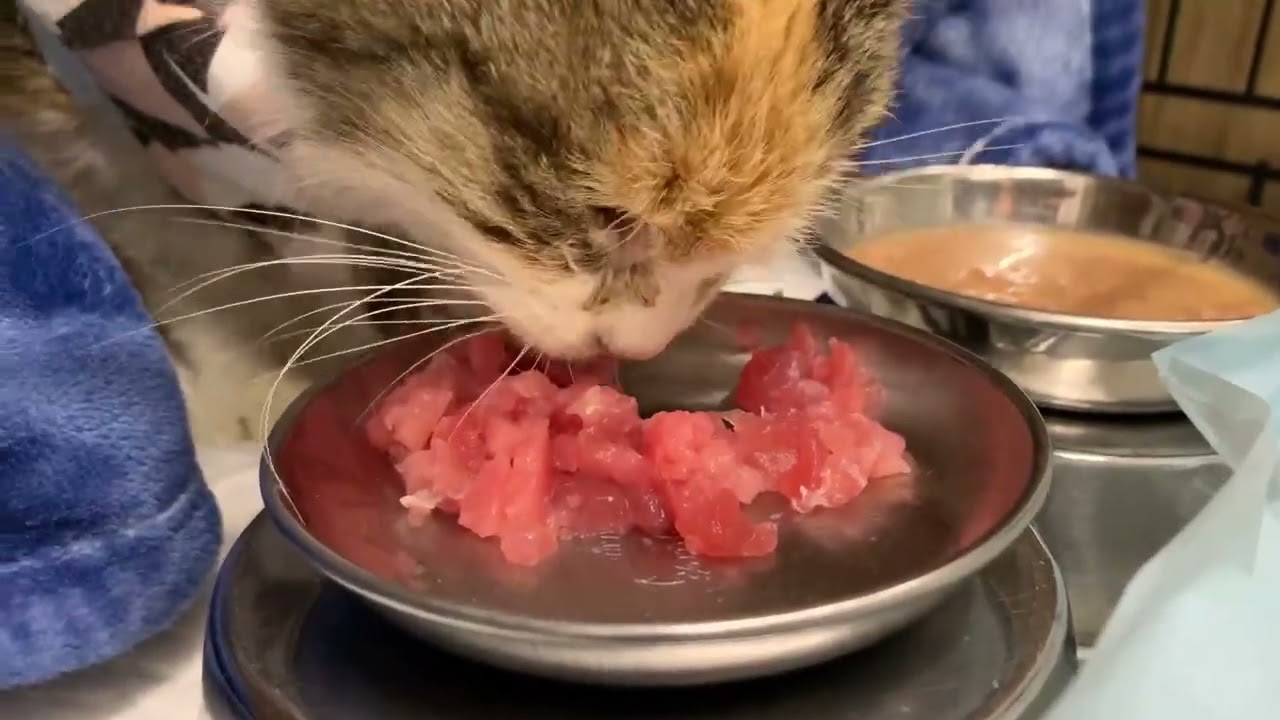 糖尿病ミサちゃん、うちの子になってね。