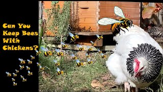 Can you keep bees and chickens together? by Future Farmers 2,647 views 2 years ago 11 minutes, 15 seconds