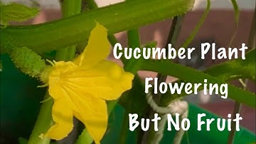 Cucumber Plant Flowering But No Fruit /Do This Work In Cucumber Flowers/Cucumber Flowers Falling Off