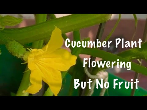 Video: Cucumber Fruit Drop: redenen waarom komkommers van de plant vallen