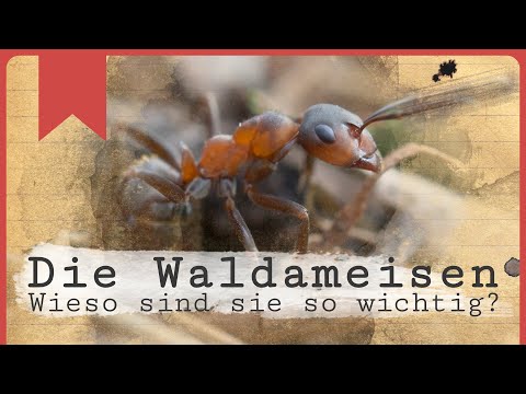 Die Waldameisen - Wieso sind sie so wichtig?