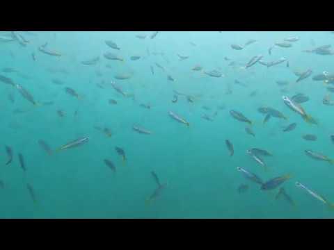 【6月26日】海オモシロイ