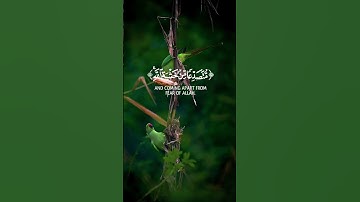 القران الكريم 🌺سورة الحشر🌺الشيخ عبدالباسط عبدالصمد