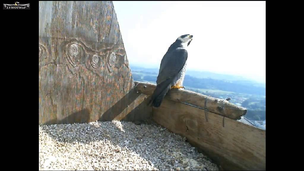 Birdcam It Alice and Virgil 3 19 15   LVWOTWoF 