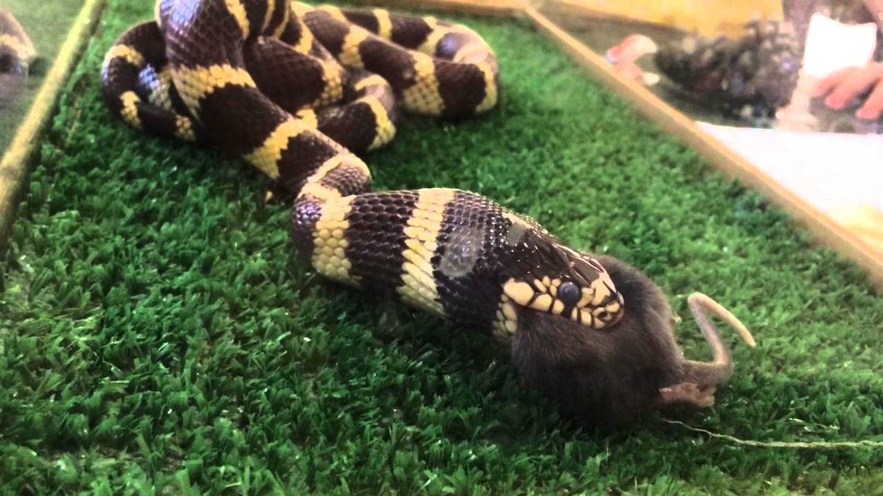 California King Snake Eating A Mouse YouTube california-king-snake-eating-a-mouse-youtube
