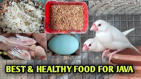 BEST & HEALTHY FOOD FOR JAVA