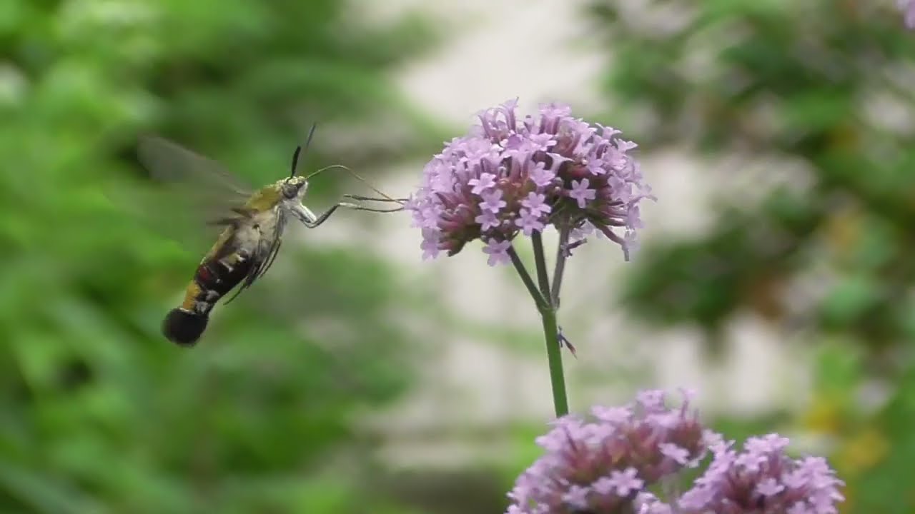 オオスカシバ ガの吸蜜  令和8年5月30日
