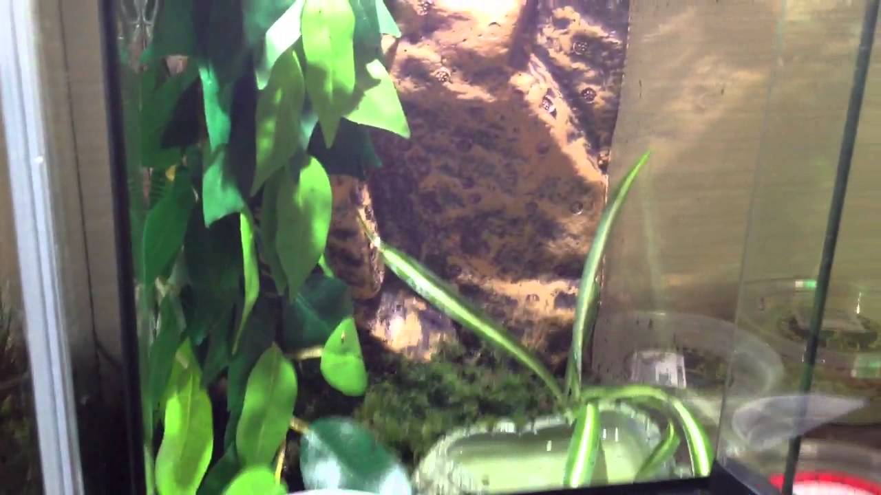 japanese pancake IHTW reptiles contest entry ! Pt2