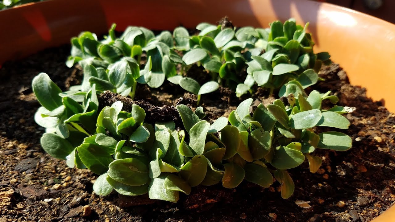 Growing Cantaloupe From Seeds, Days 0-6