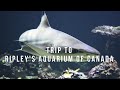 Big Sharks Up Close and Personal at RIPLEY&#39;S AQUARIUM OF CANADA | Nigerian Exploring Ontario Canada