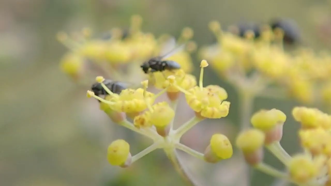 fly (Milichiidae?) courtship behavior 1
