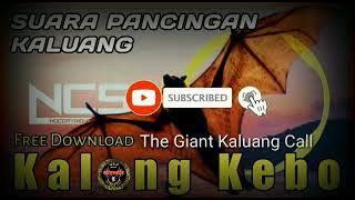 Ampuhhhh...⁉️Suara pikat/pancingan kalong