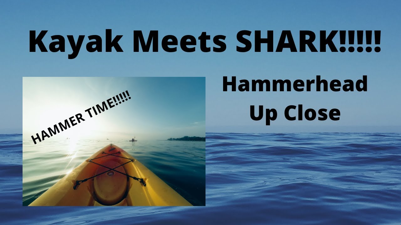 Kayak Meets Shark Hammerhead Up Close YouTube