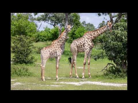 Video: Okavango Delta, Botswana: The Complete Guide