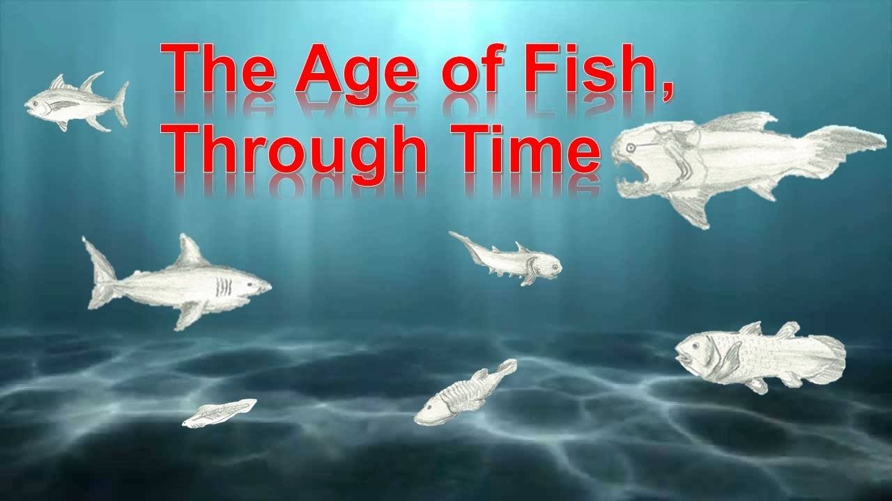 The Age Of Fish YouTube The Age Of Fish YouTube