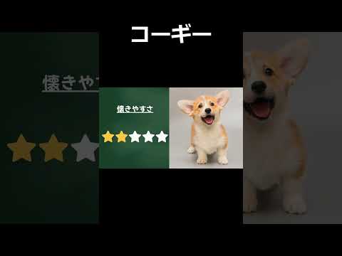 【愛犬家必見！】懐きやすい犬種Best 6：特徴と性格を徹底解説！