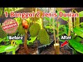 VIRAL ! SAMBUNG BONGGOL DURIAN, DUA JENIS DURIAN DALAM SATU POHON