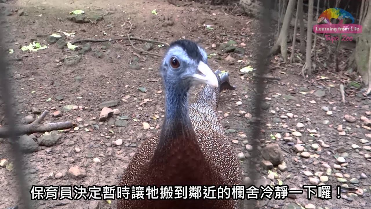 青鸞媽媽想育雛－青鸞爸爸要冷靜 Newborn Great Argus