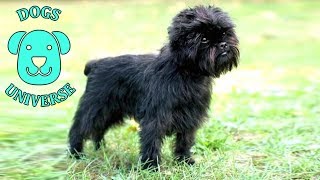 AFFENPINSCHER ► Characteristics and temperament 🐶 by Dogs Universe 113 views 5 years ago 2 minutes, 14 seconds