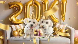 20K SUBSCRIBERS Q&A WITH MY DOGS!!