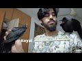 This KOYAL was born in CROW's Nest! *HouseVlog1