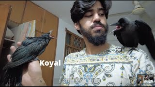 This KOYAL was born in CROW's Nest! *HouseVlog1