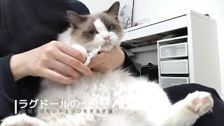 【ラグドール】爪切りの匂いチェックをする子猫