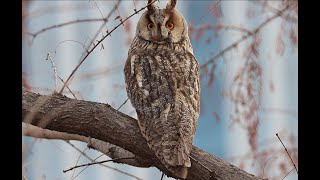 칡부엉이 Longeared owl