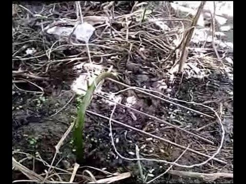 Membuat perangkap tikus dari botol plastik bekas ( pla 