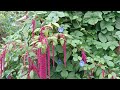 Growing Amaranth For beauty and food