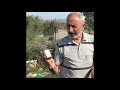 Arılarda yavru çürüğü tedavisi