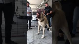 AGGRESSIVE KANGAL ATTACK! (Dev Kangal Gövde Gösterisi) #shorts