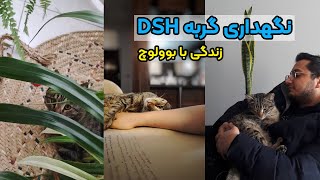 راهنمای نگهداری گربه‌های DSH خیابونی | زندگی با بوولووچ