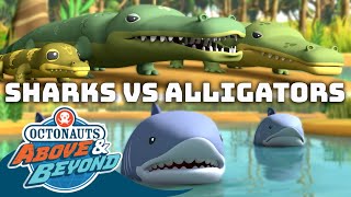 Octonauts: Above & Beyond   Sharks & Alligators  | Compilation |  @Octonauts​