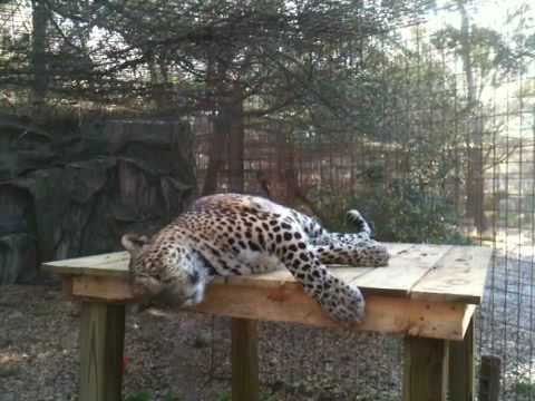 rescue dogs rock nyc Lounging Leaping Leopard!
