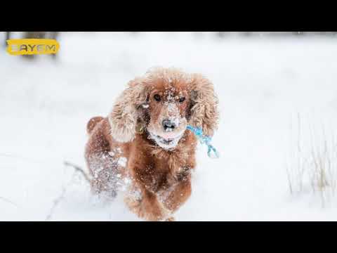 Video: Cocker Spaniel'in Eklem Ağrısını Rahatlatmanın 10 Doğal Yolu