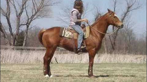 Chicos Charlie Horse      ***For up-to-date info, price, etc., go to our website***