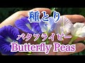 【種とり】Butterfly Peas(バタフライピー)&Marigold(マリーゴールド)