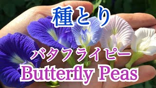 【種とり】Butterfly Peas(バタフライピー)&Marigold(マリーゴールド)