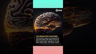 #VIRALSHOT  | BRAIN, NEVER FEELS PAIN  🧠  #viral #humanbrain  #fact