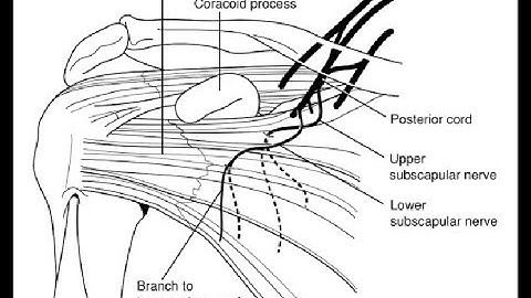 Anatomy of subscapular nerves ; Upper Subscapular, Middle Subscapular, Lower Subscapular Nerve