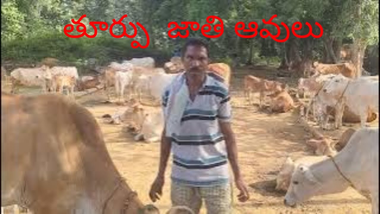 ఉత్తరాంధ్ర,ఒడిశా ప్రాంతానికి చెందిన (తూర్పు/మోటు)ఆవులు