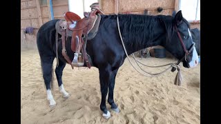 Preparing Blue Eyes for Trail Riding and Patterns
